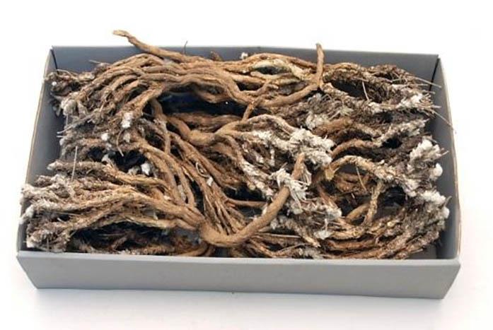 Stachy 750gr. natur