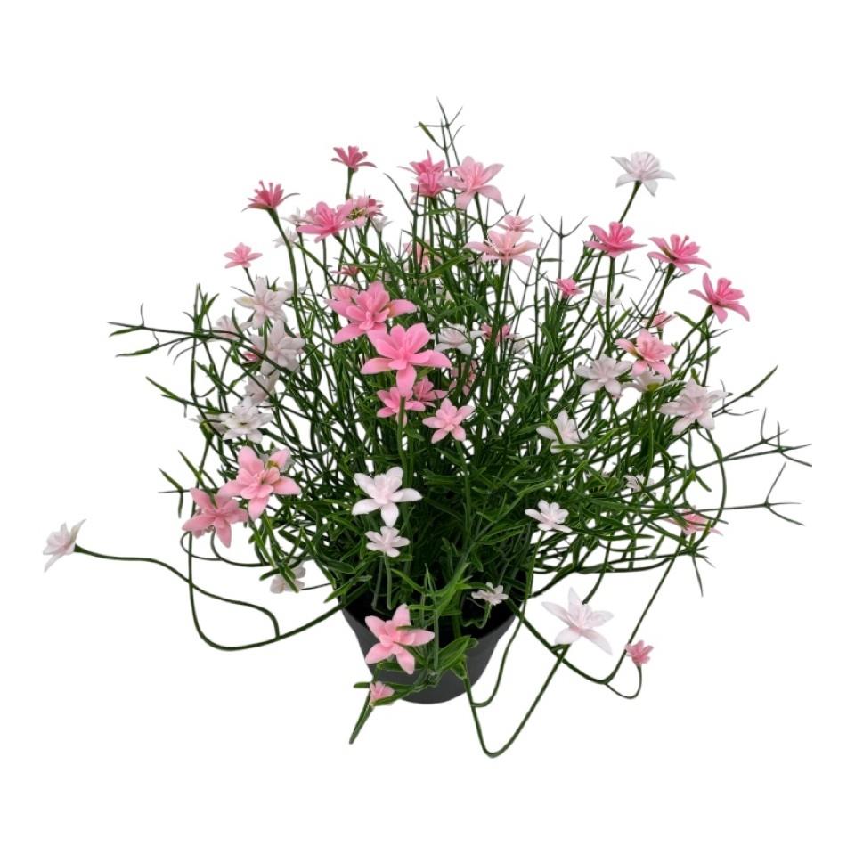 Schleierkraut im Topf 24 cm rosa