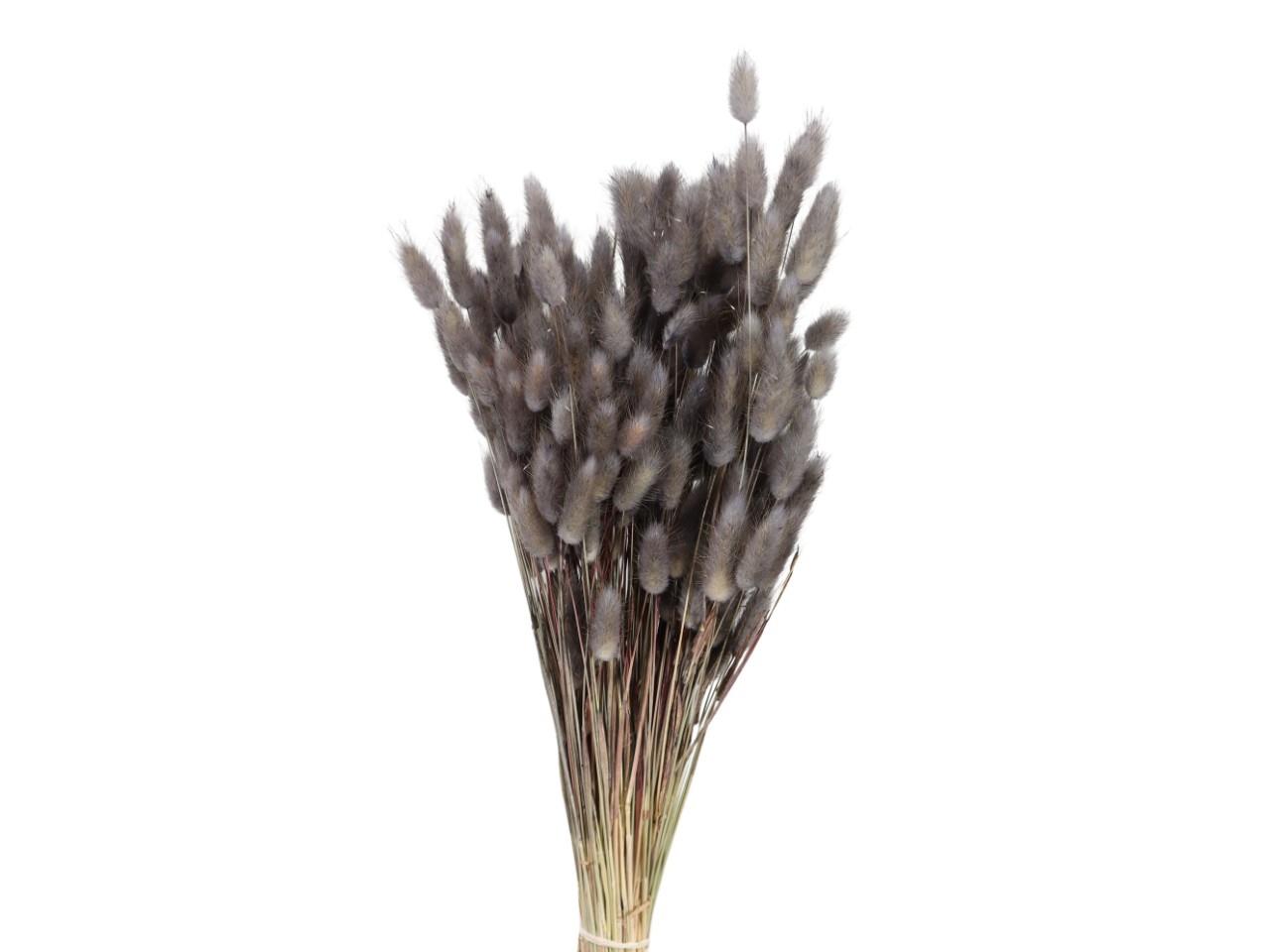 Lagurus grau 100gr.