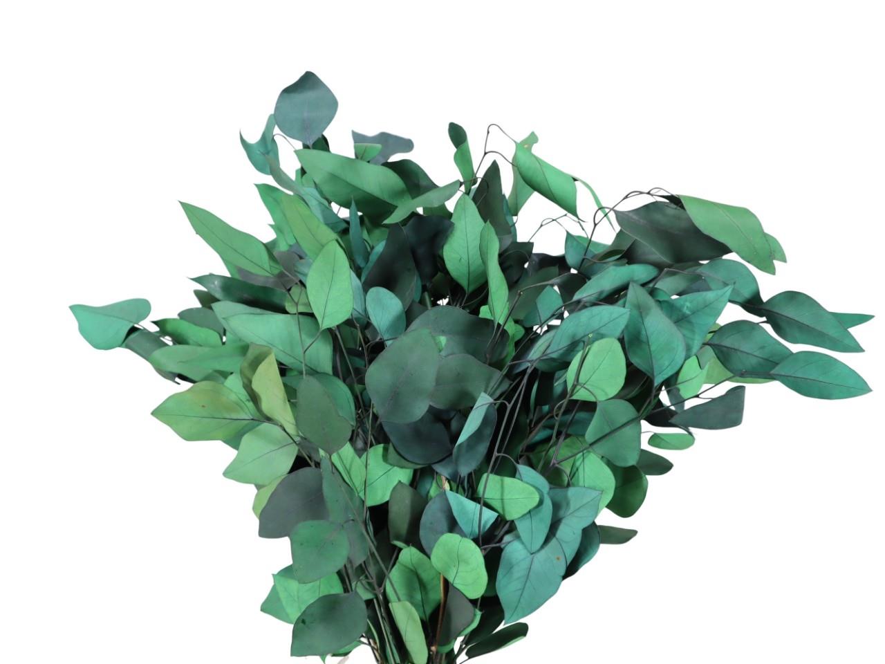 Eucalyptus Blätter Pendula ca. 50cm präpariert 250gr. grün
