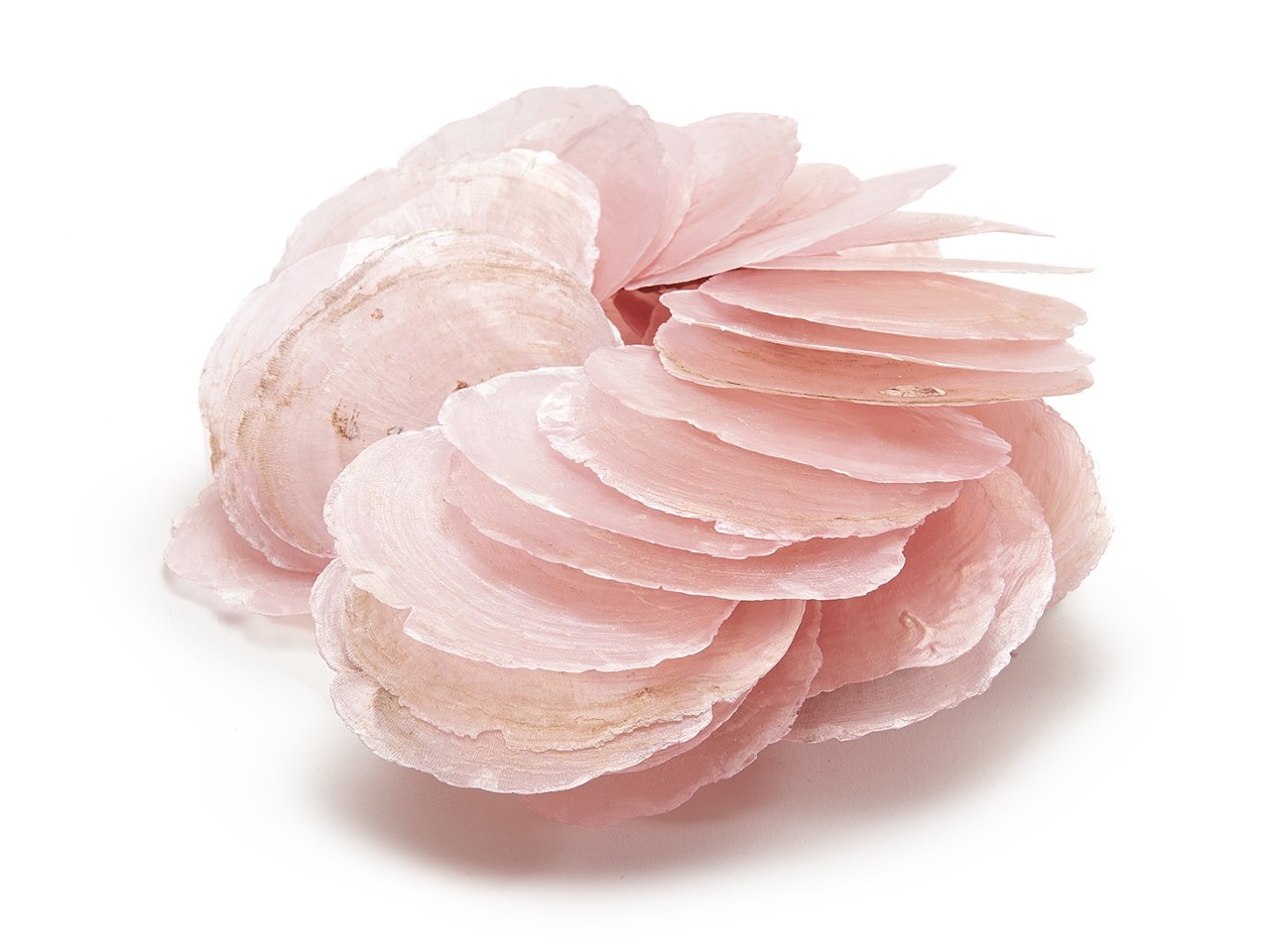 Capizmuschel rosa nude 250gr.