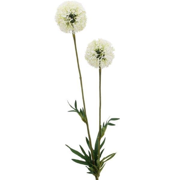 Allium x 2,  74 cm cream