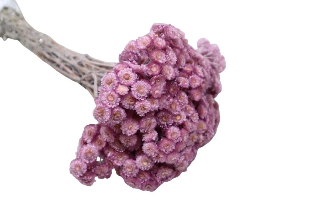 Immortellen altrosa105 50gr.