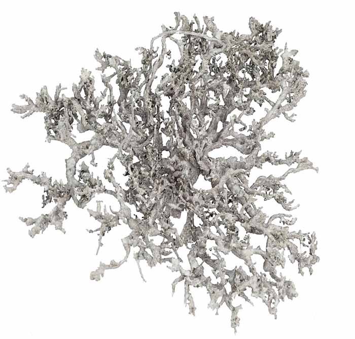 Dry Bush 1kg white washed