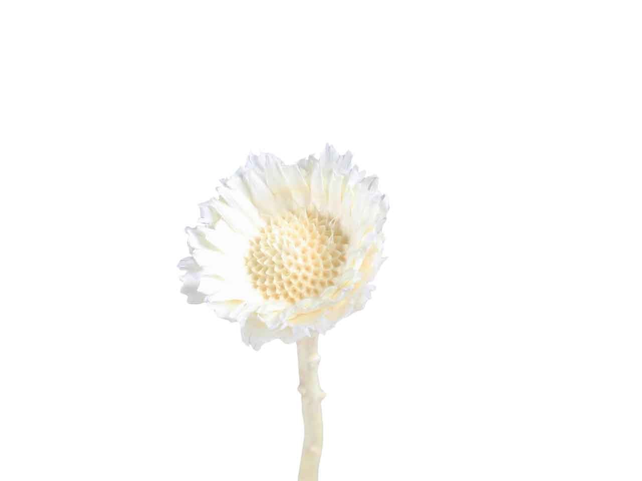 Protea geschnitten klein D6H2-3L20-25cm gebleicht