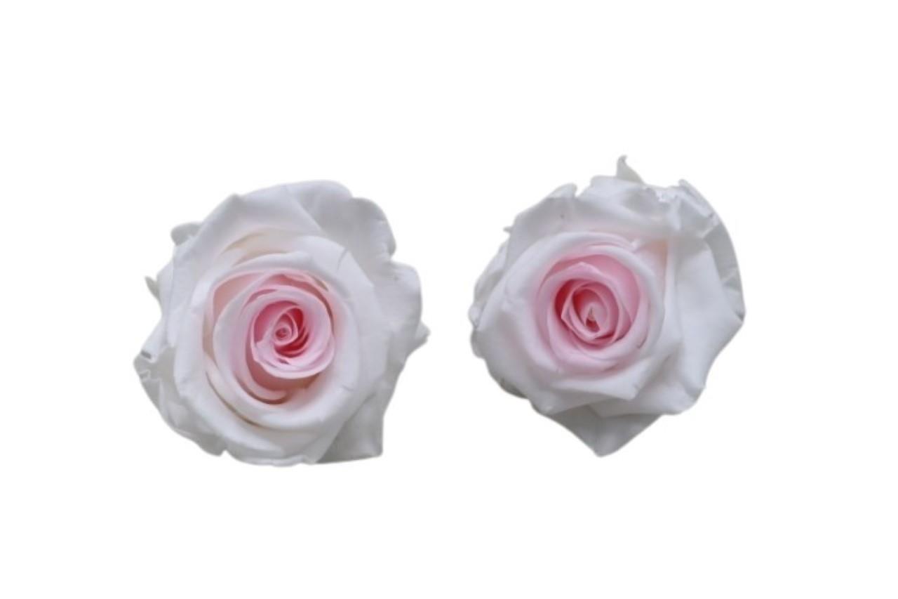 Rose stabilisiert H 5,5 cm D 5,5 cm Bicolor rose NETTO