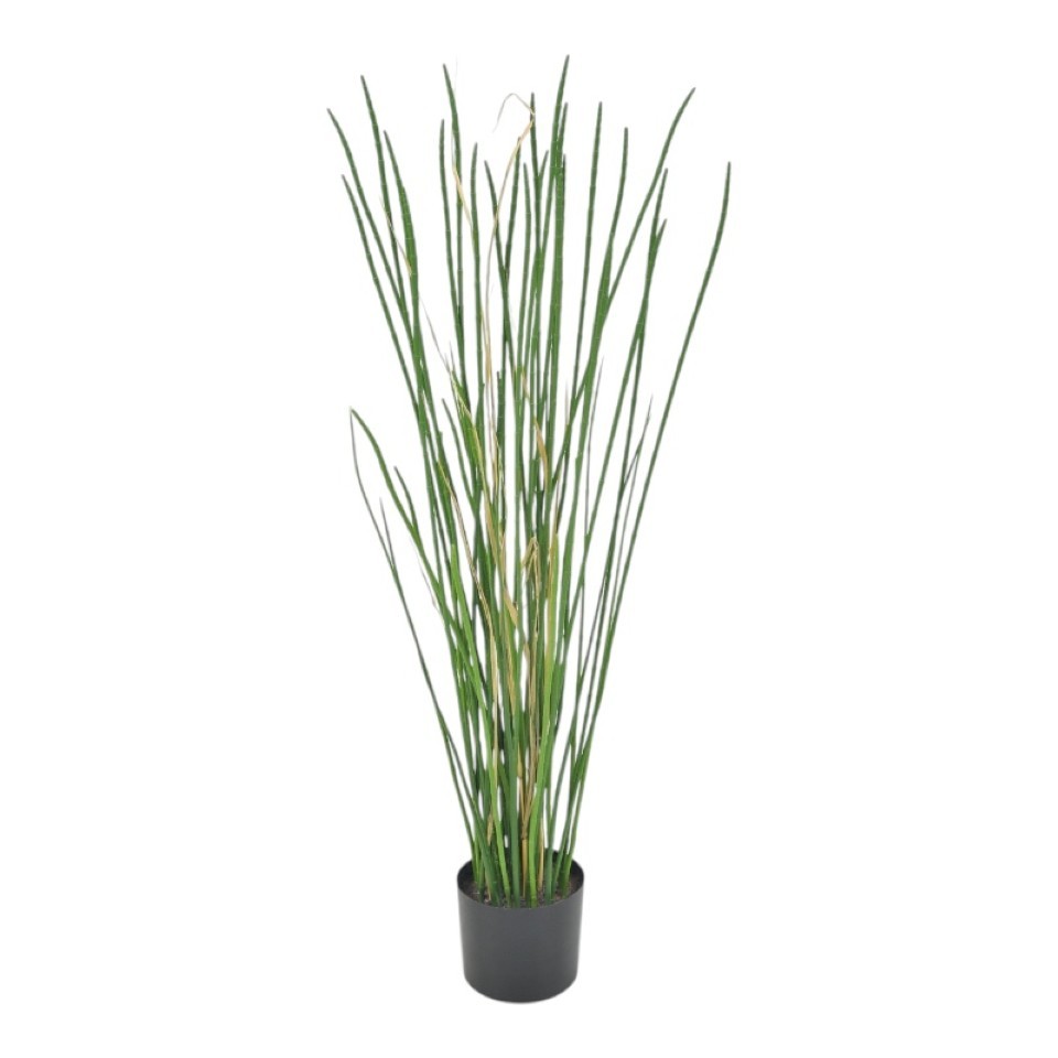 Topfpflanze Schachtelhalm H90cm grün