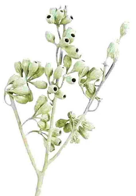 Eucalyptus Cluster Zweig grün frosted