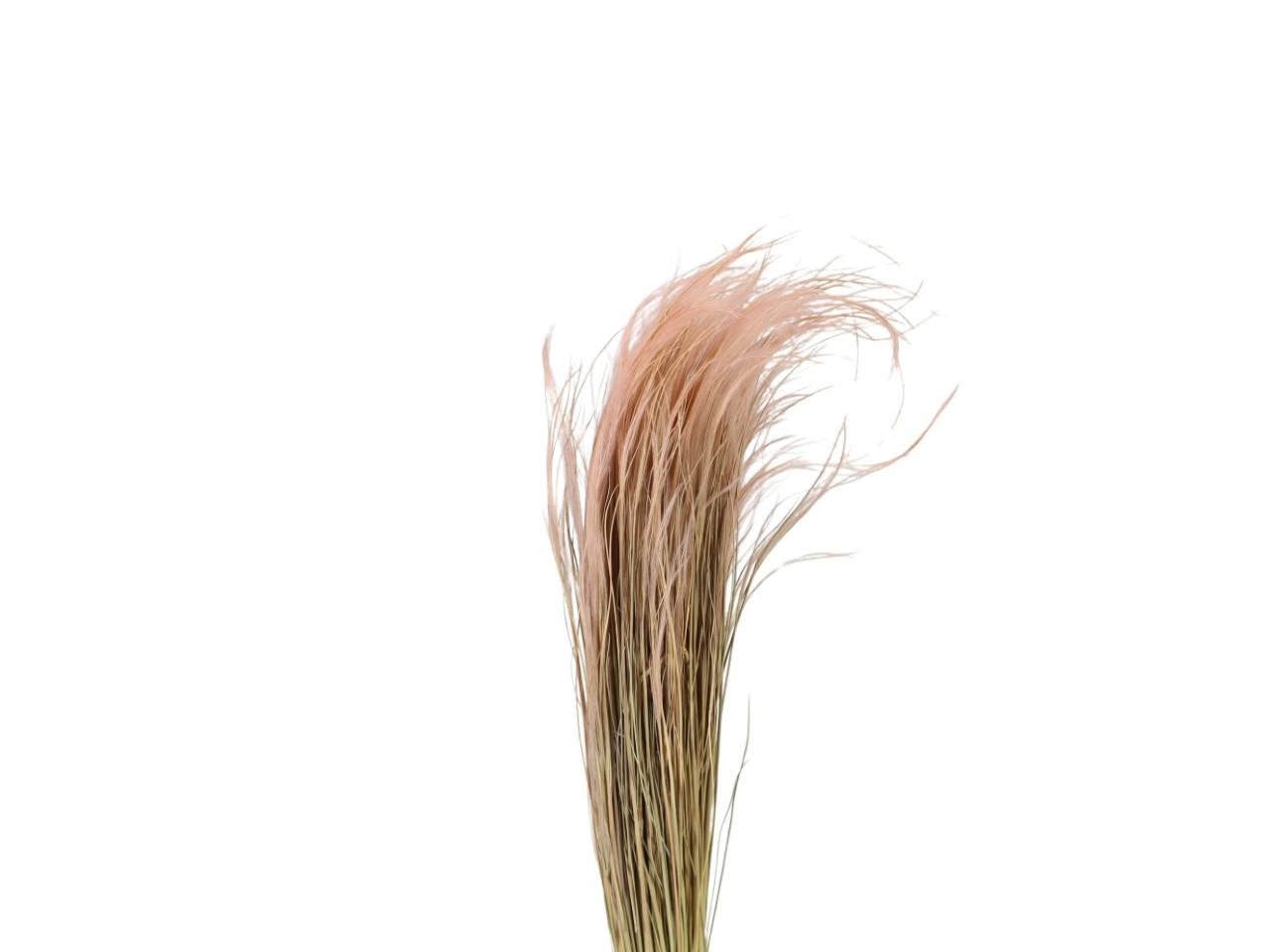 Stypa Pennata mit Stroh puder 141/P 50gr.