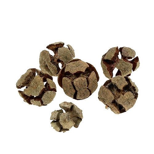 Zapfen Pinus Cypressus 2 kg natur
