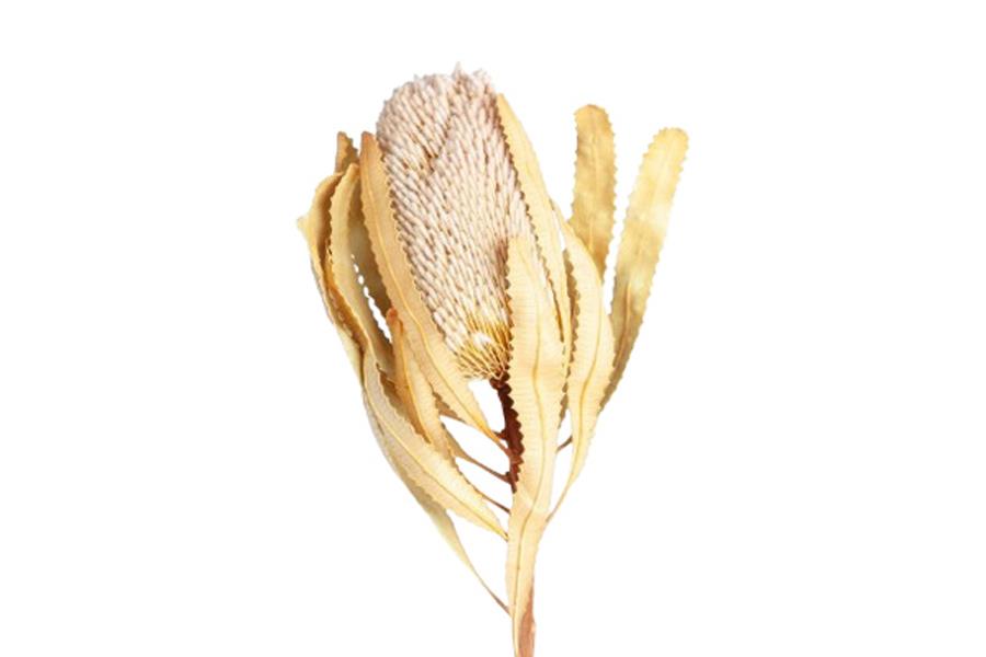 Banksia Hookerana D7-8 H12 L30cm natur