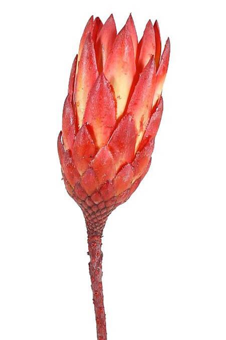 Protea Repens extra D5H10-12L25-30cm 1. Qualität rot