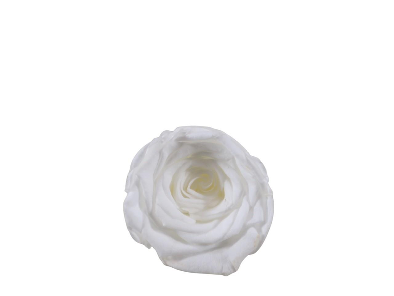 Rosenkopf konserviert H 5,5 cm D 6 cm weiß NETTO