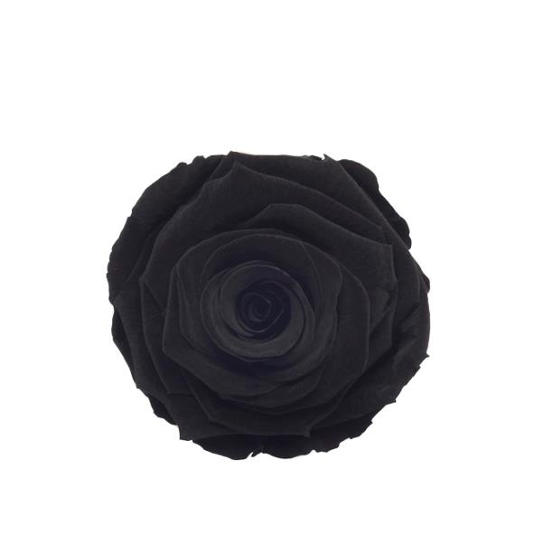 Rose "Extra" stabilisiert H6cmD6,5cm Lux.Black schwarz NETTO