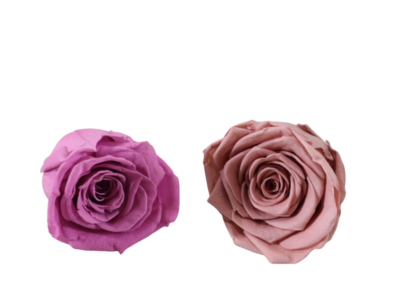 Rosenkopf konserviert 5-6cm altrosa/flieder NETTO