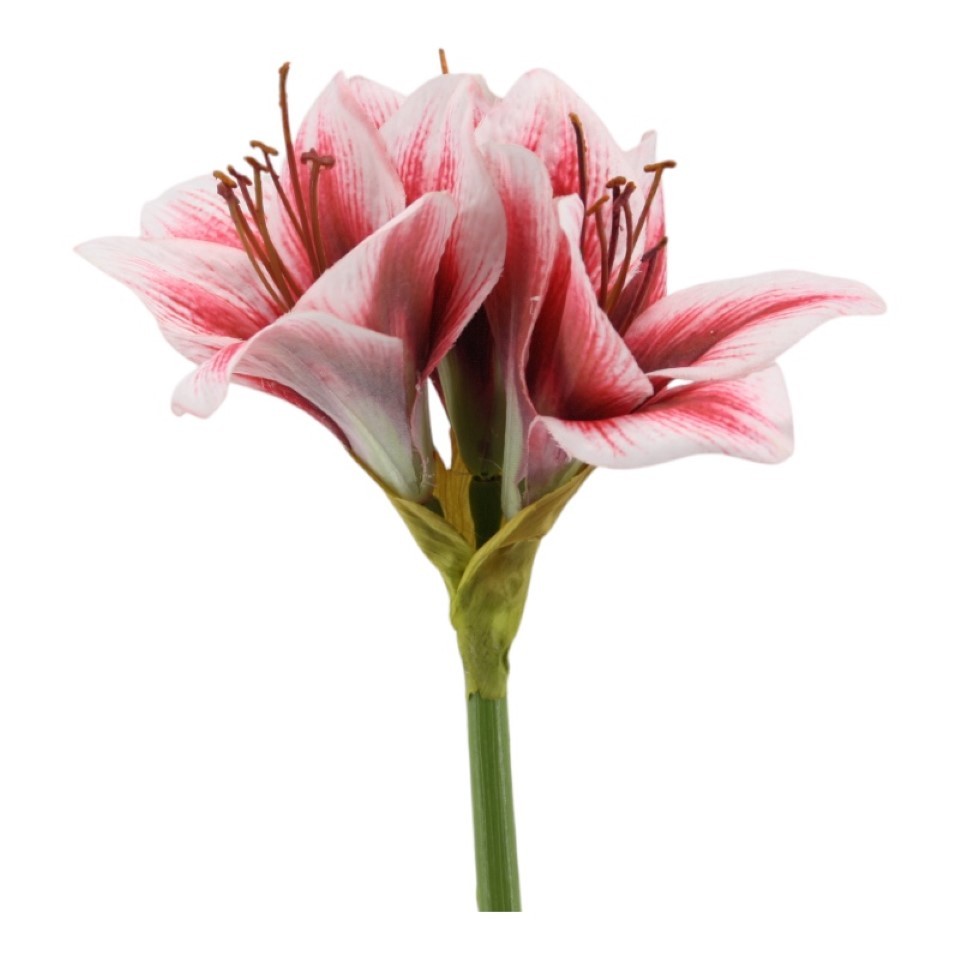 Amaryllis weiß-rot H53cm