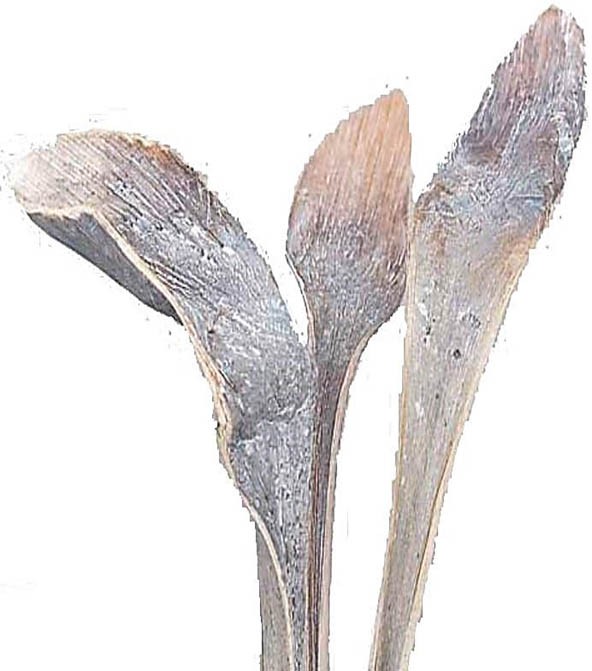 Hornspeer white washed langer Stiel