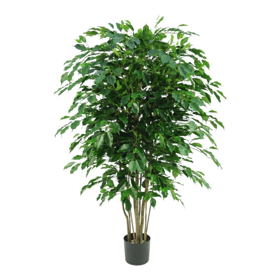 Topfpflanze Ficus Exotica m. Naturstamm H150cm grün