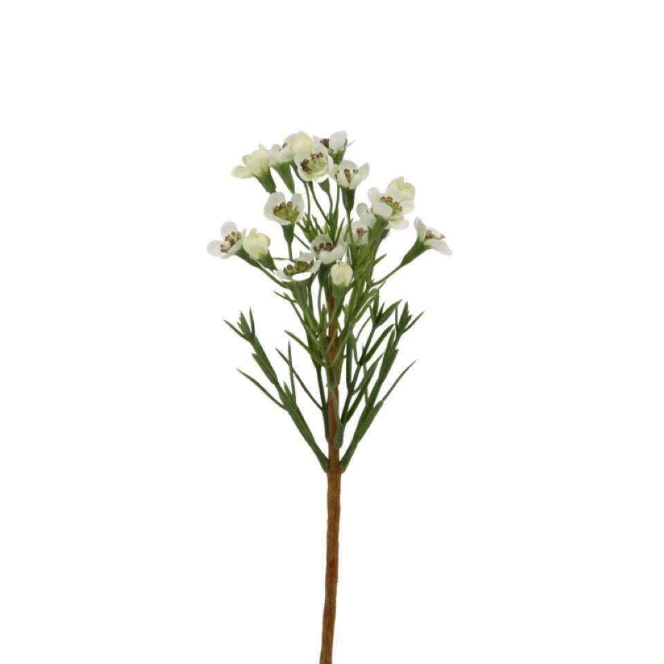 Waxblume-Pick creme H36cm