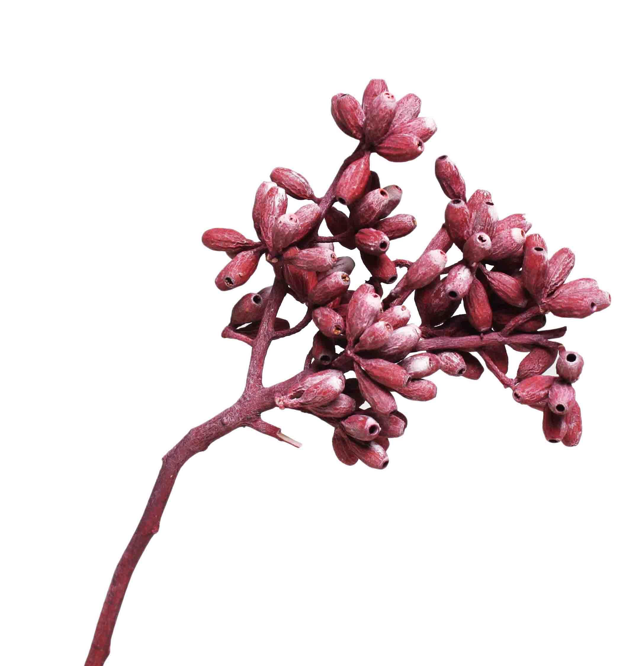 Eucalyptus Cluster Rispe L40-50cm rot frosted