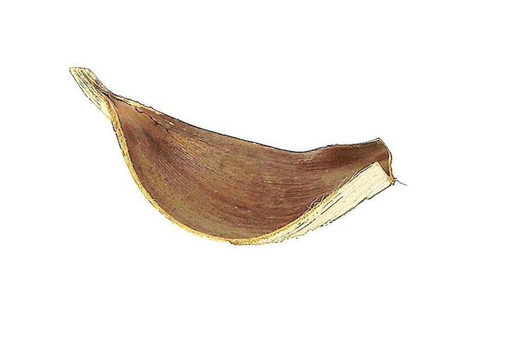 Cocosschale Galera 60-100cm natur