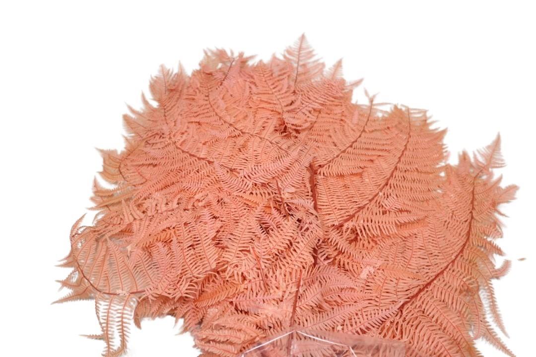 Bracken Farn puder141