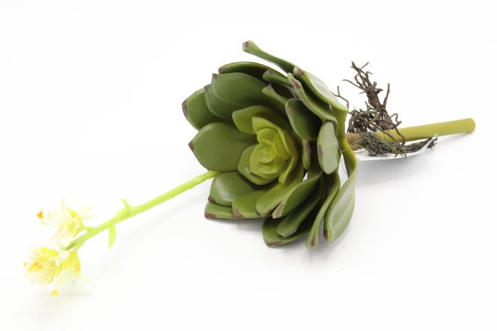 Sukkulente mit Blüte 30cm weiss