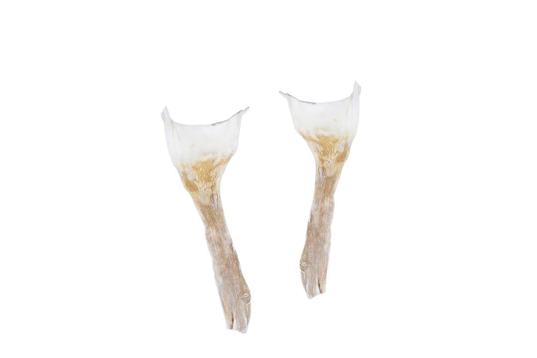 Agave mini ca. D6L25cm gebleicht