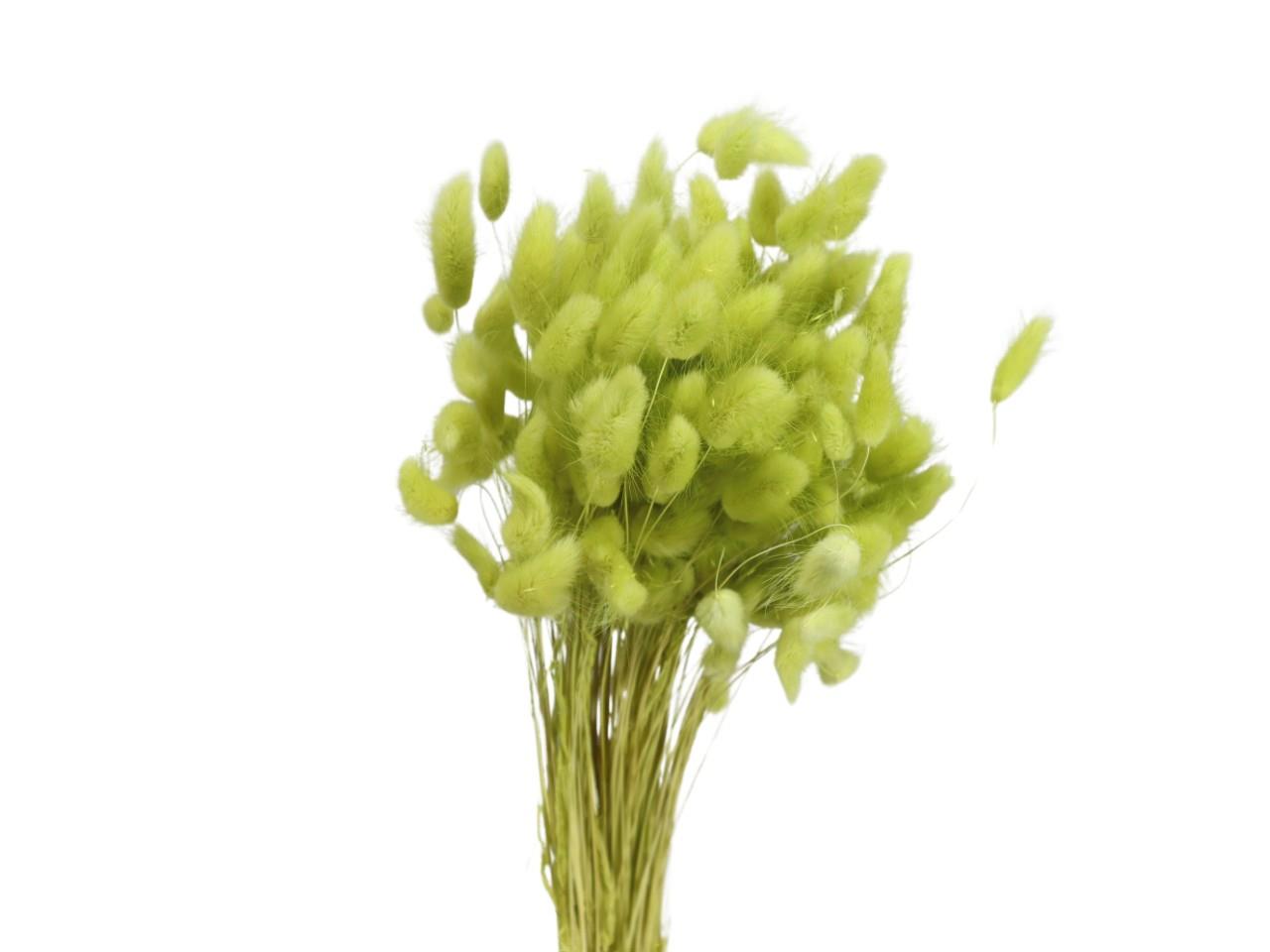 Lagurus limette 121/P 100gr.