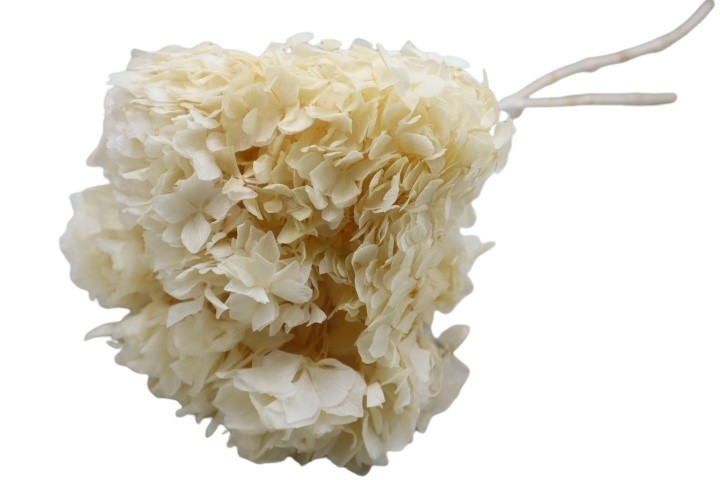 Hortensie getrocknet L45cm Kopf Dca. 15cm gebleicht