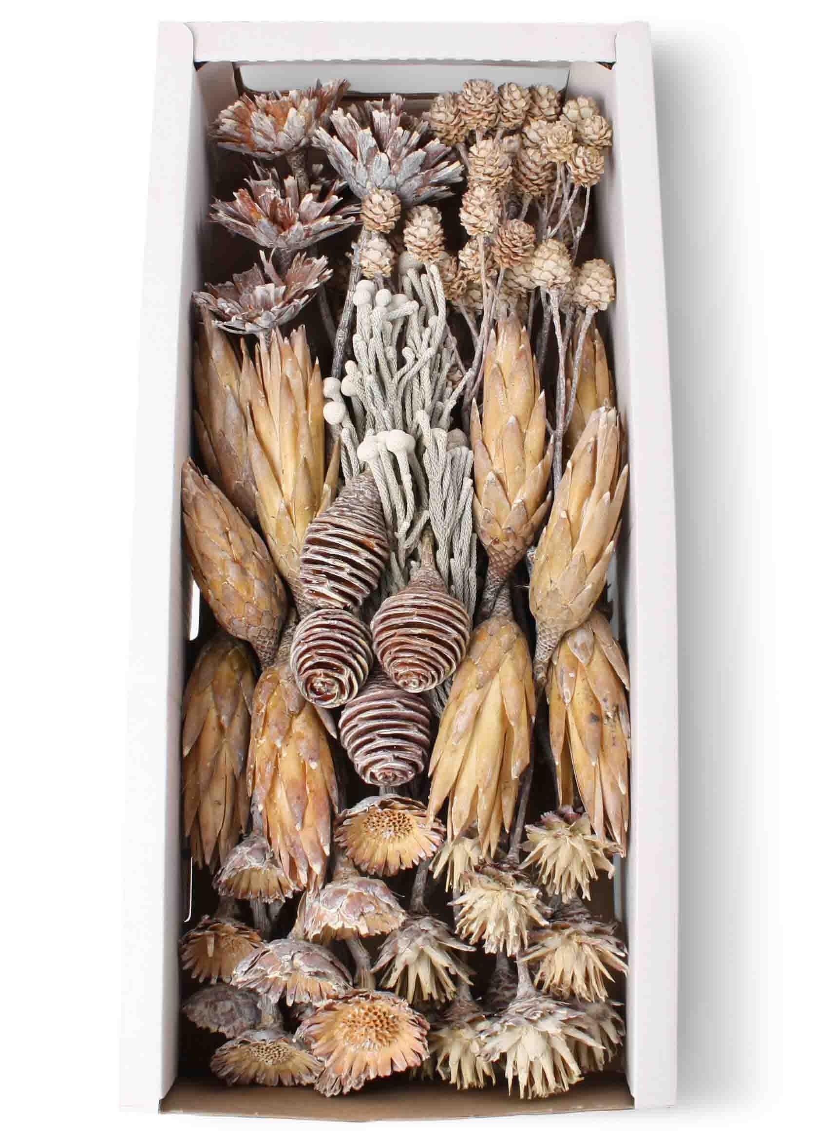 Exotensortiment Afrika white washed