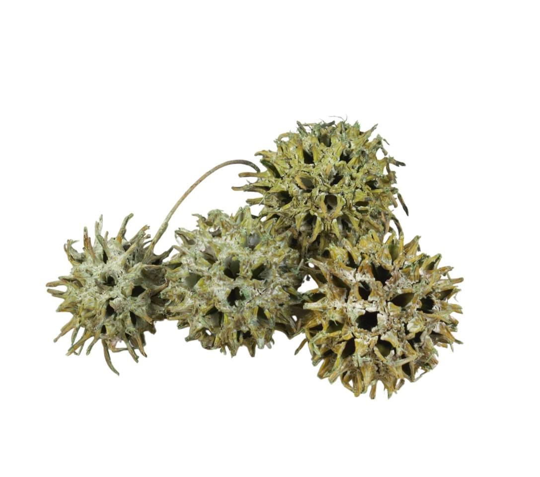 Zapfen Amberbaum 500gr. grün