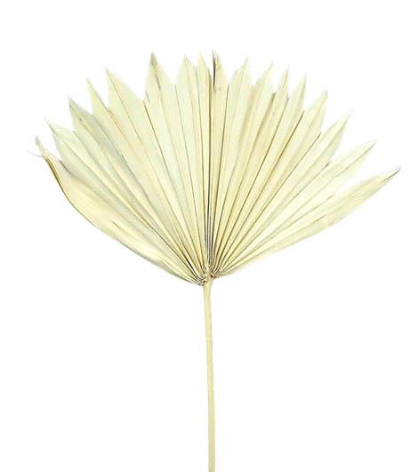 Palmspeer Sun Cut B30 H15 L50cm gebleicht
