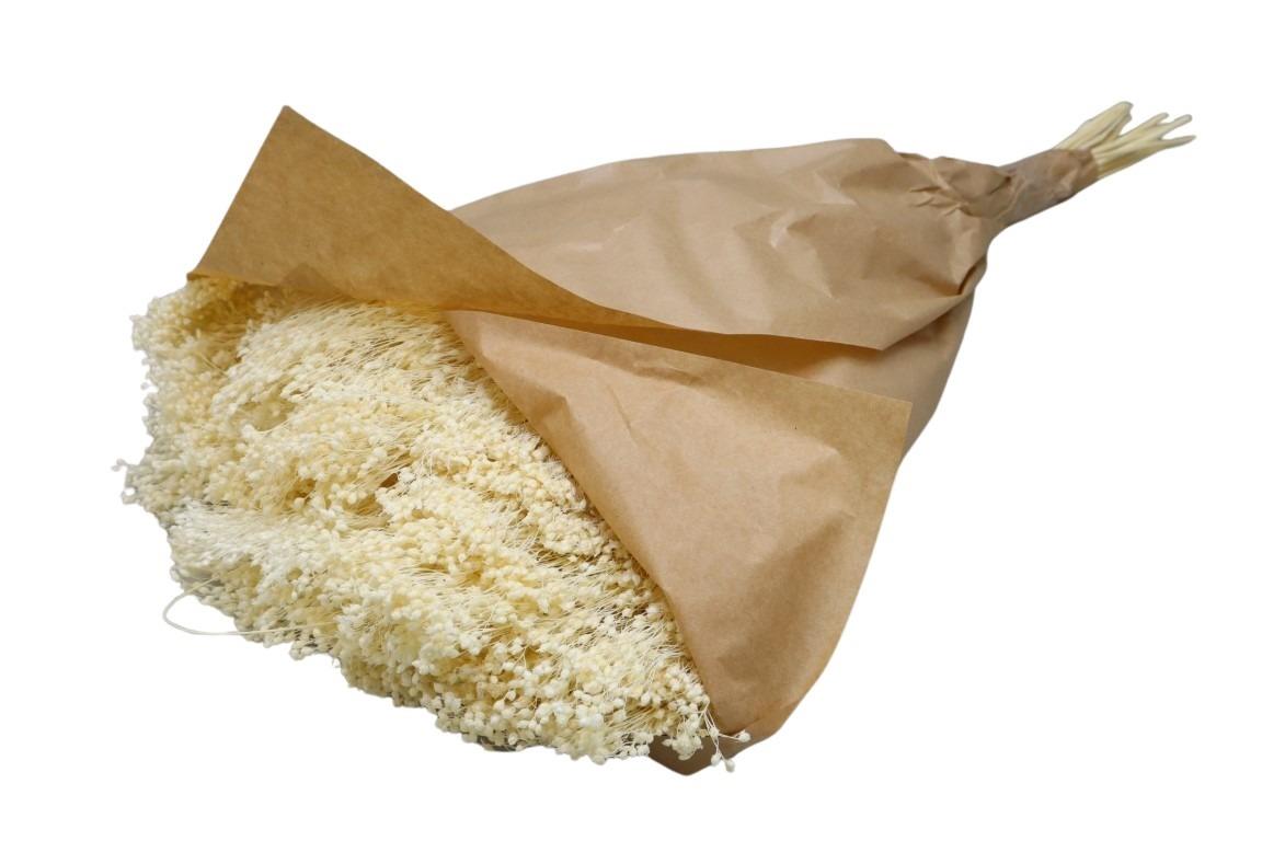 Broom Blooms weiß01 150gr.