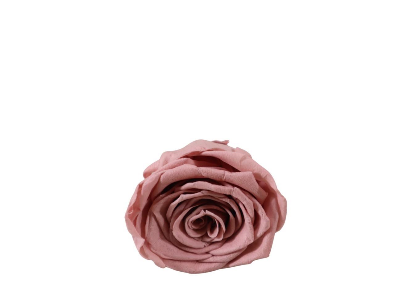 Rosenkopf konserviert H 5,5 cm D 6 cm altrosa NETTO