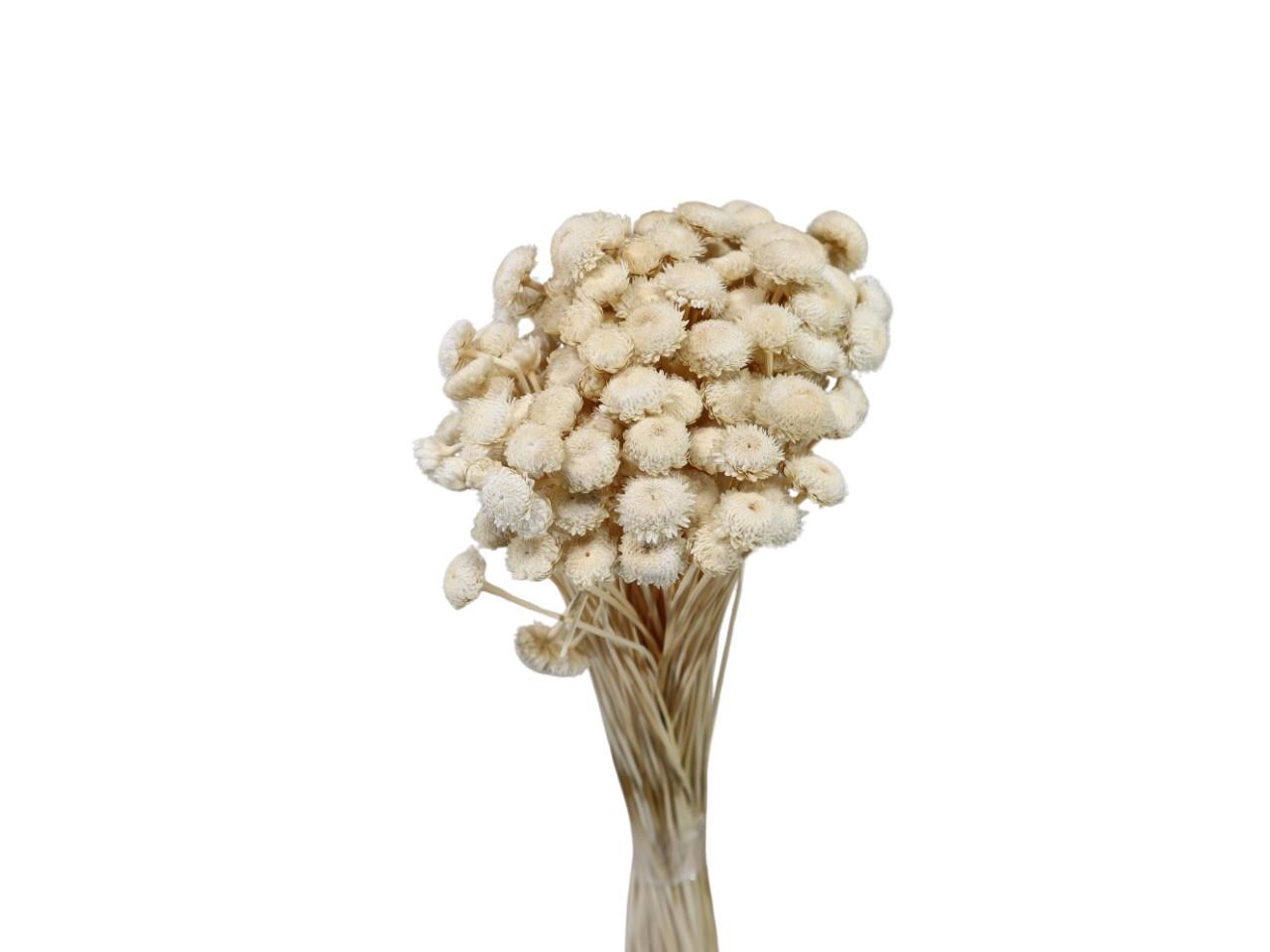 Botao Dorado 100gr. weiß 01