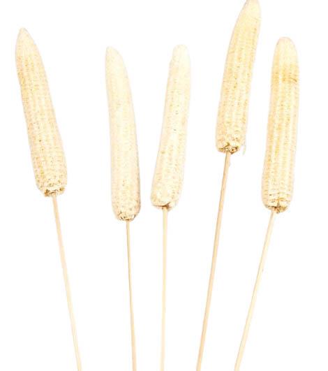Maiskolben gestielt ca. D3,5H14L50cm gebleicht
