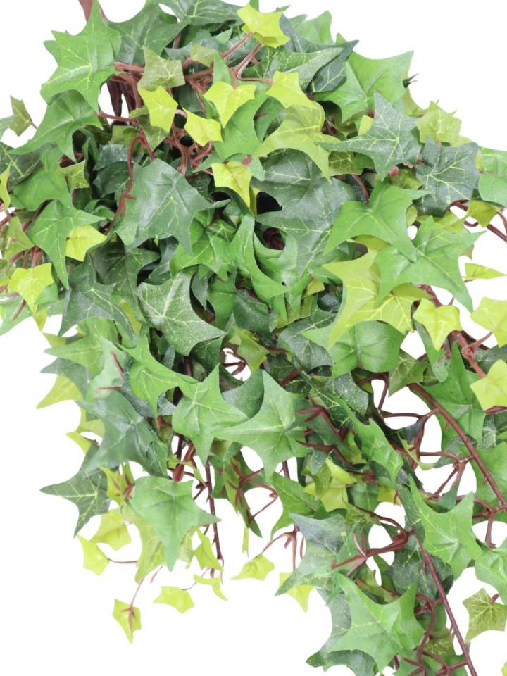 Stern-Efeu 56 cm, 344 Bl. grün