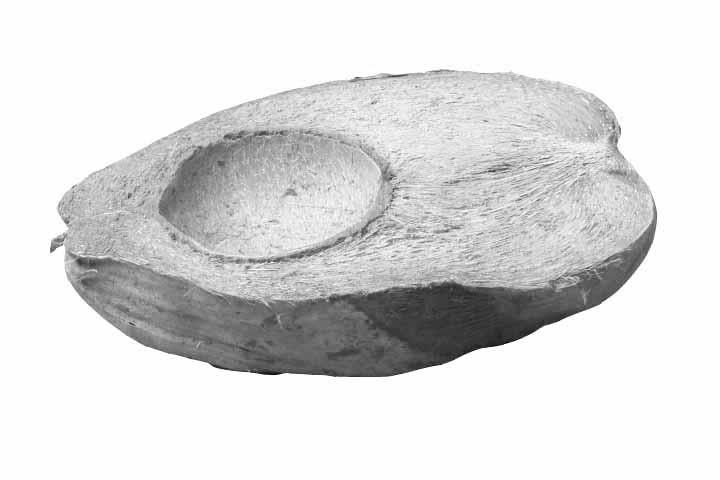 Cocosnuß Hälfte D11L18H5cm white washed