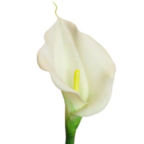 Calla Lilie soft touch creme L60cm