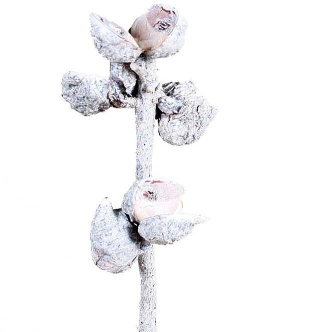 Hakea 5-9 Schoten white washed