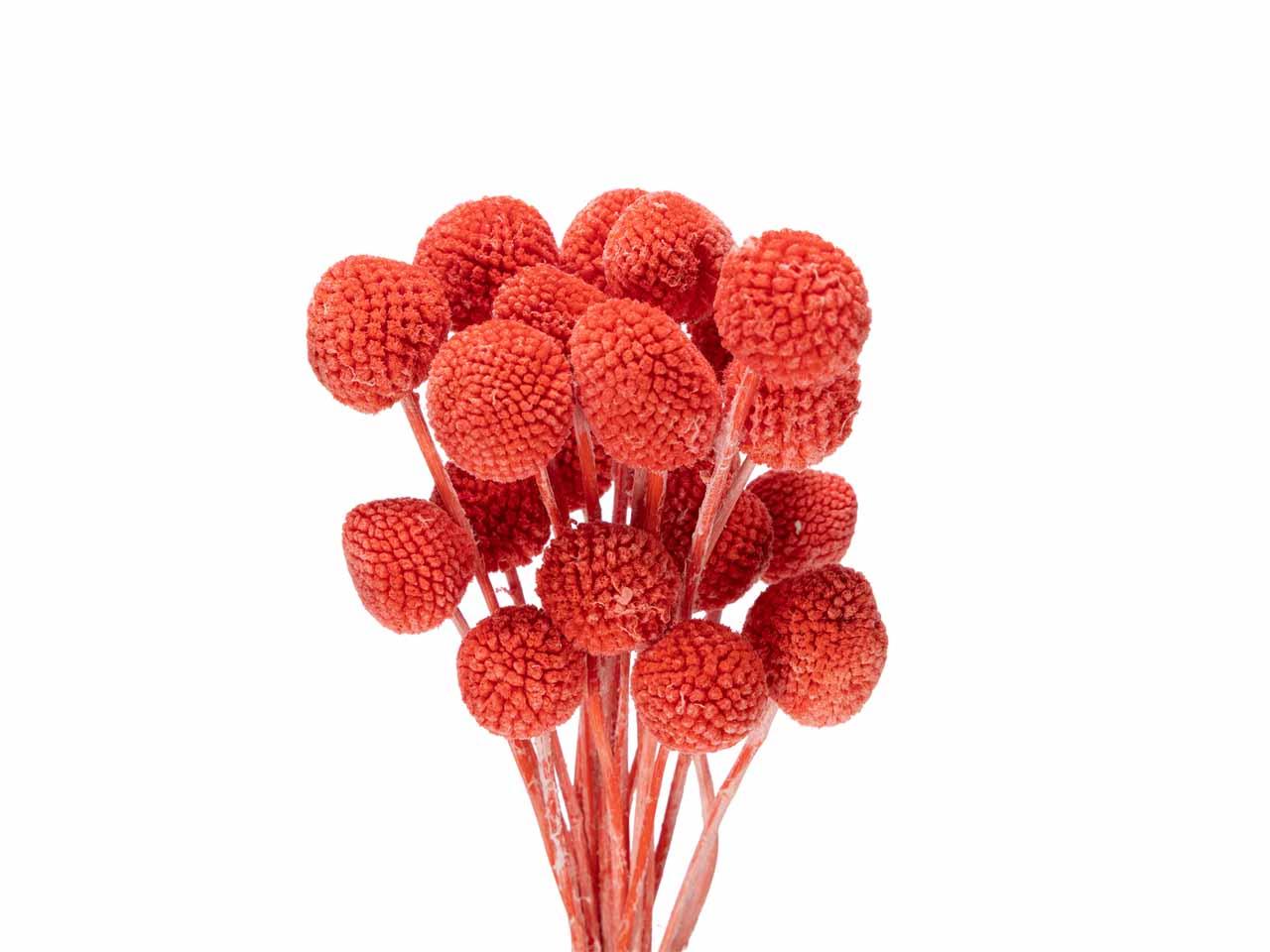 Craspedia rot  L50-60cm Bund m. 20 Stück