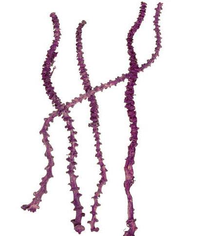 Bananenstiel L55cm brombeer frosted