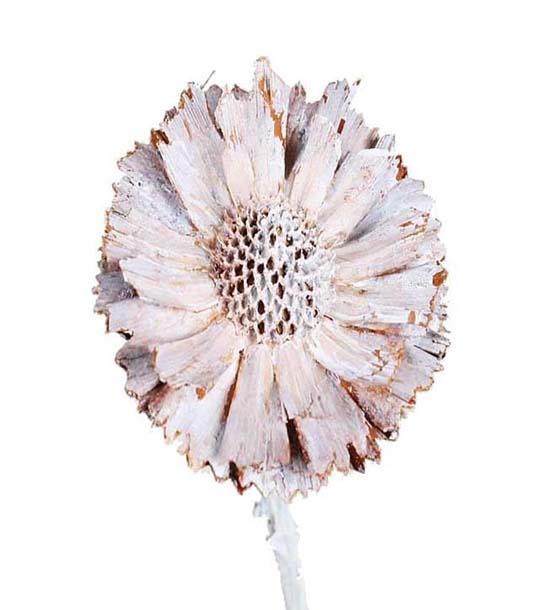 Protea geschnitten klein white washed