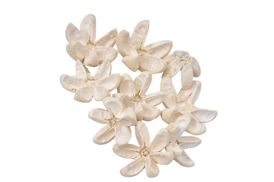 Bullet Blume D8H4cm lose gebleicht