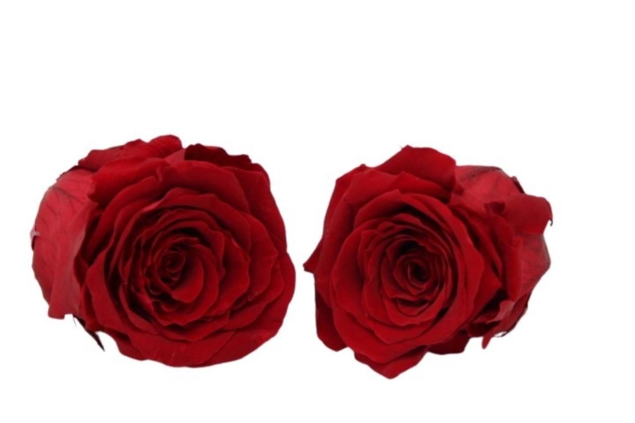 Rose stabilisiert H 5,5 cm D 5,5 cm Burgundy  NETTO