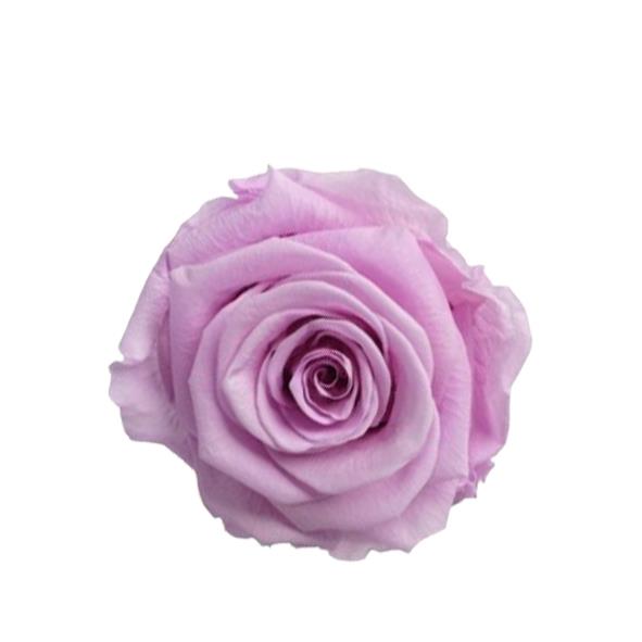 Rose "Extra" stabilisiert flieder nobel lili NETTO