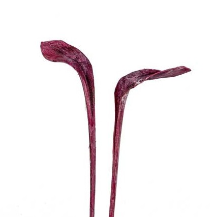 Hornspeer brombeer frosted langer Stiel