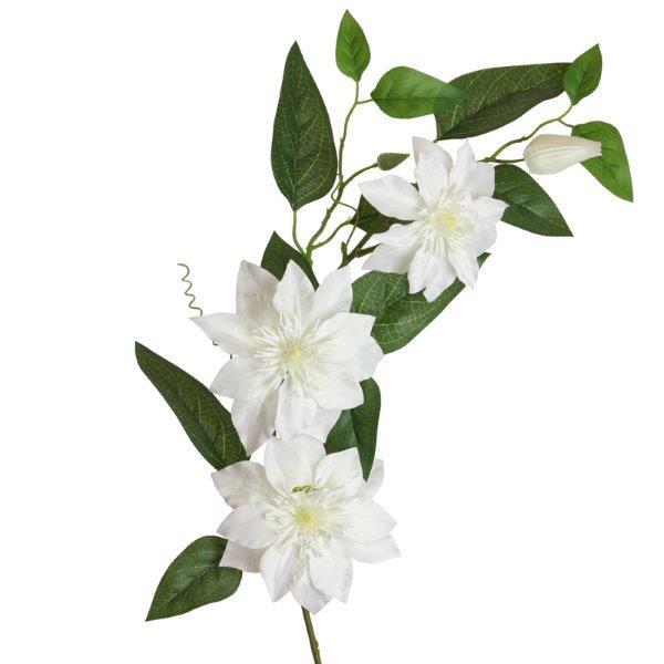 Clematis x3 weiss 81 cm