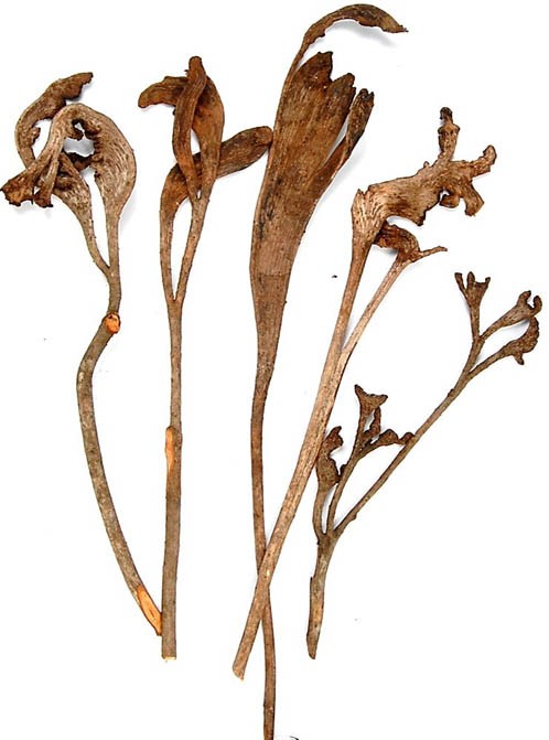 Geweihholz L40-70cm natur lackiert
